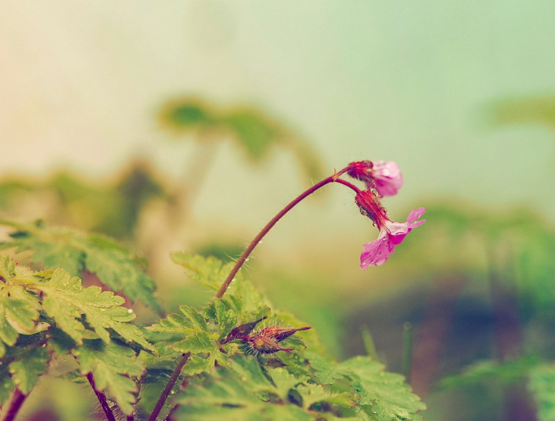 wilde-geranium-robertskruid-eetbaar-geneeskracht-inheems-wilde-planten-natuurlijke-tuinen